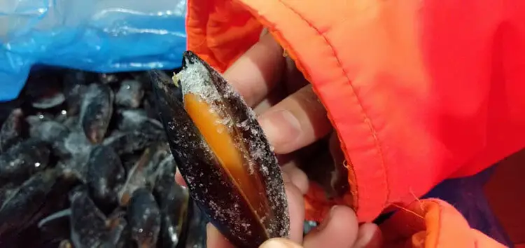 Mussels Open When Frozen