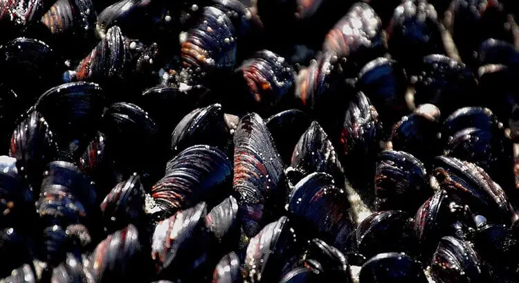 Mussels can freeze well