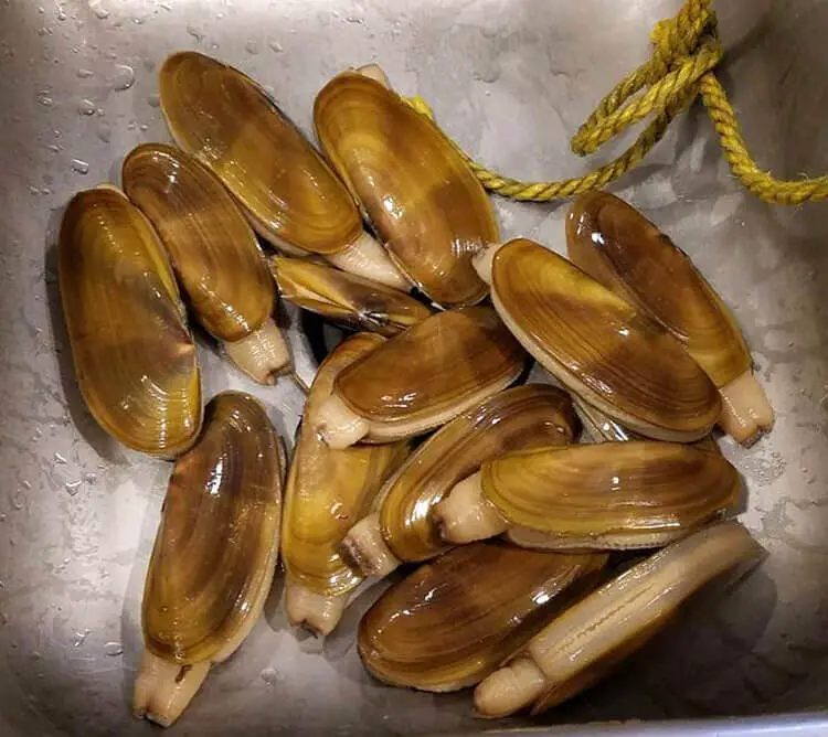Remove dirt and sand from the razor clams carefully