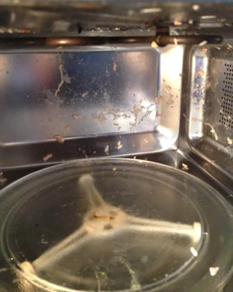 Salmon explode in the microwave